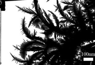 凤鸣于野,探寻自然之美与生命奇迹