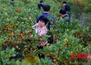 京栀玉叶,探寻古都风华与自然之美的交融